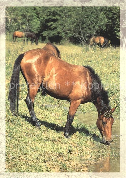 Pferde Aggtelek Nemzeti Park Hungary