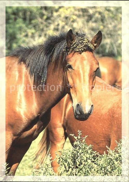 Pferde Aggtelek Nemzeti Park Hungary