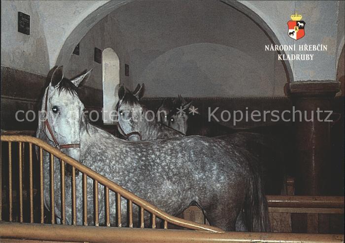 Pferde Starokladrubsky kun Narodni hrebcin Kla