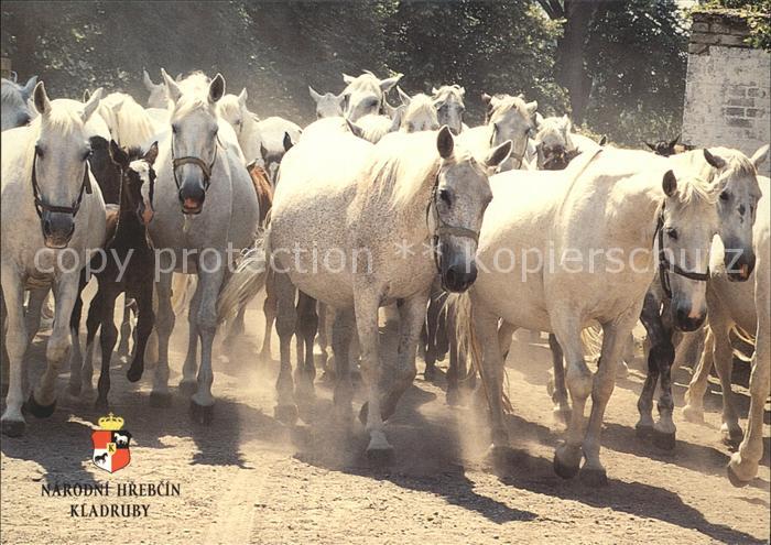 Pferde Starokladrubsky kun Narodni hrebcin Kladruby nad Labem