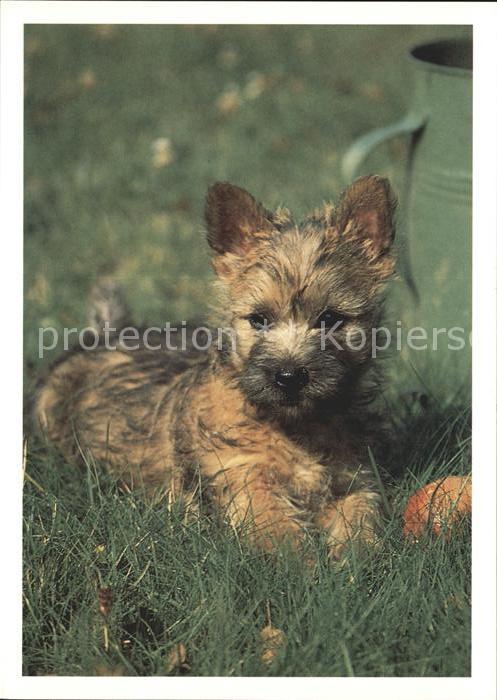 Hunde Welpe