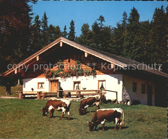 Weissbach Alpenstrasse Reiteralm Kuehe
