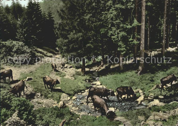 Braunlage Harz Damenkapelle Fussbad