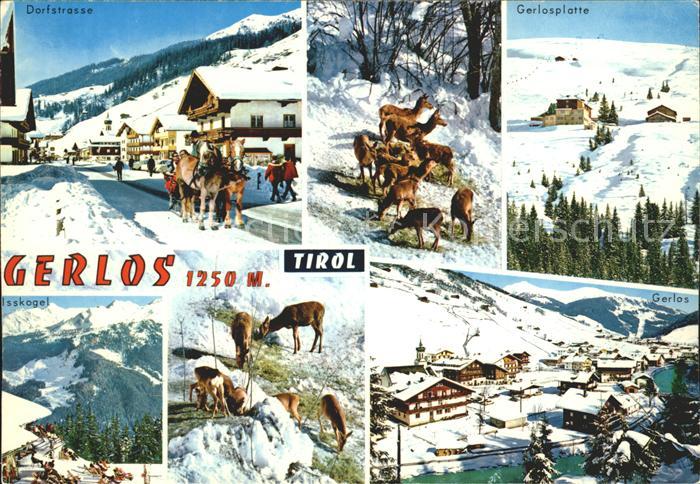 Gerlos Dorfstrasse Gerlosplatte Skigebiet Alpenpanorama Wildfuetterung
