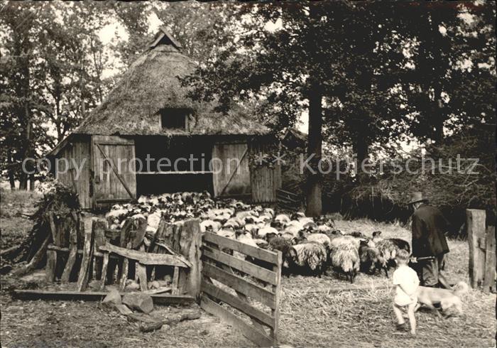 Lueneburger Heide Schafstall Herde im Naturschutzpark