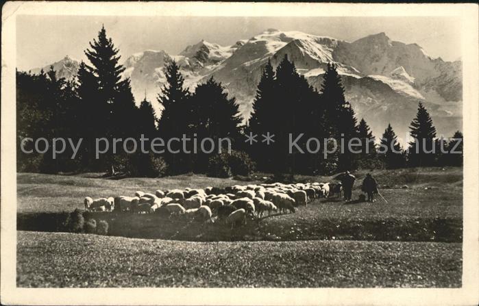 Chamonix Schaefer Schafe