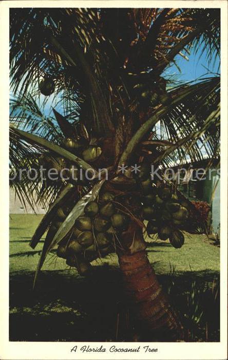 Florida US-State Kokosnussbaum