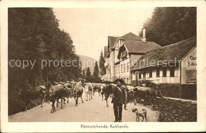 Friedrichsroda Heimkehrende Kuhherde