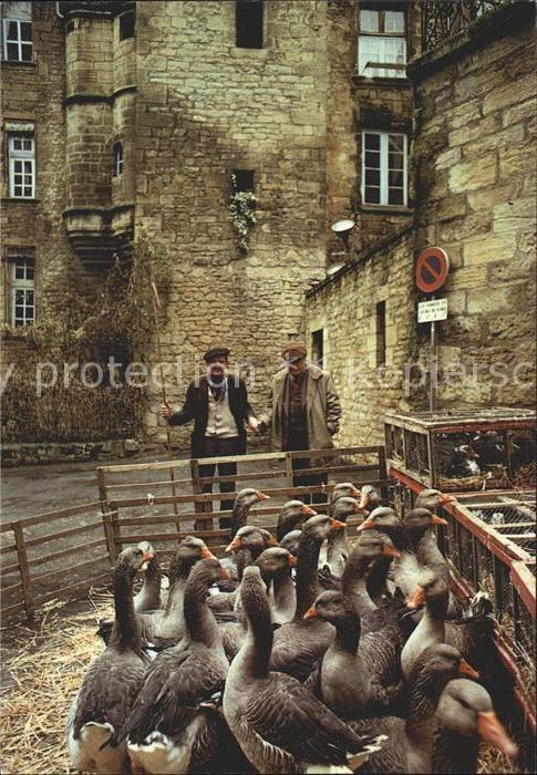 Voegel Birds Oiseaux Uccelli Pajaros-- Gaense Perigord A Sarlat Marche aux Oies