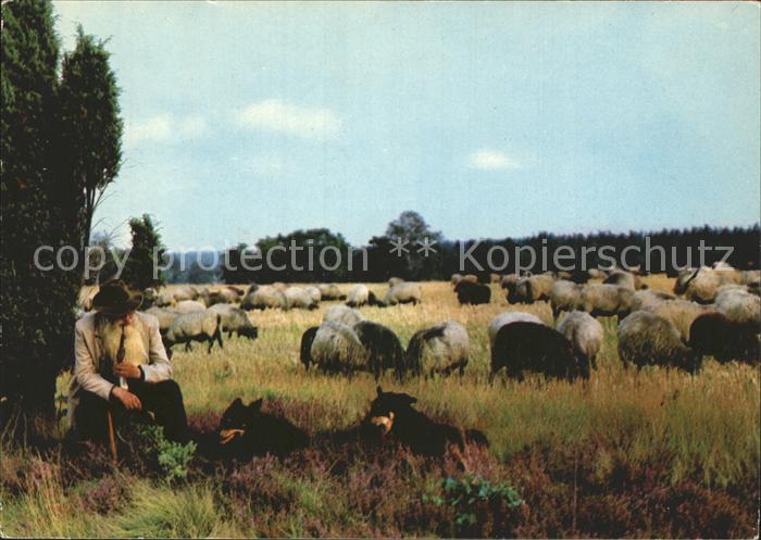 Schafe Hirte Hunde