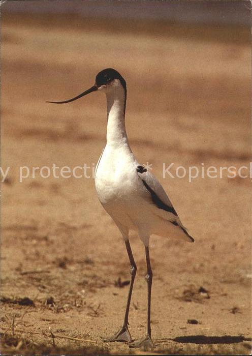 Voegel Birds Oiseaux Uccelli Pajaros-- Saebelschnaebler