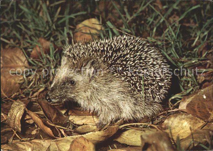 Igel Tiere