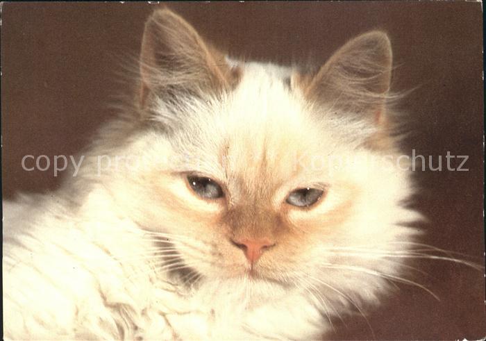 Katzen Perserkatze