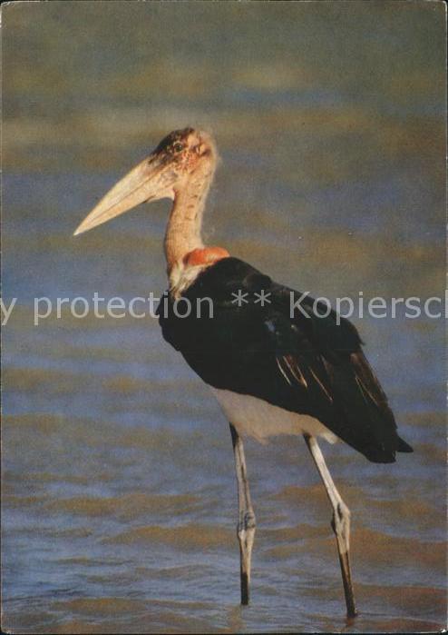Voegel Birds Oiseaux Uccelli Pajaros-- Afrikanischer Marabu