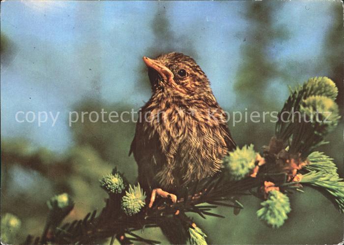 Voegel Birds Oiseaux Uccelli Pajaros-- Junge Heckenbraunelle