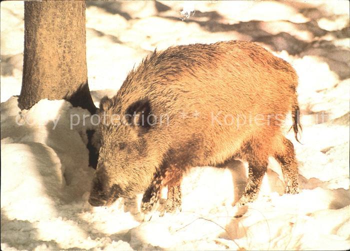 Schweine Bache