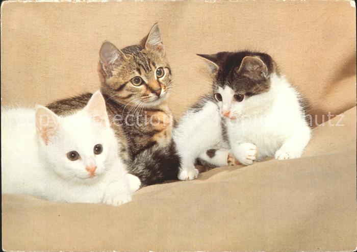 Katzen