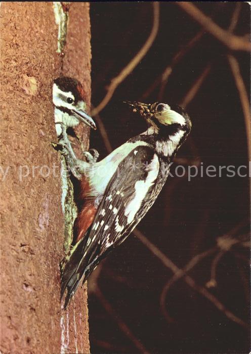 Voegel Birds Oiseaux Uccelli Pajaros-- Buntspecht