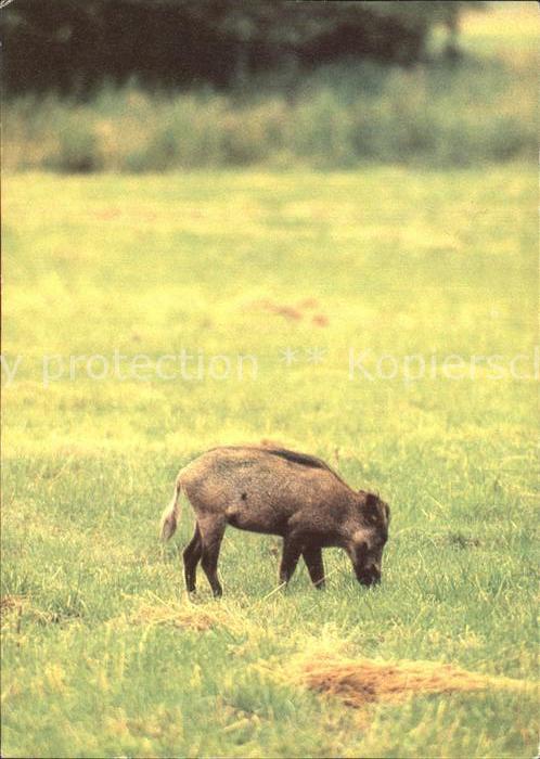 Schweine Wildschwein