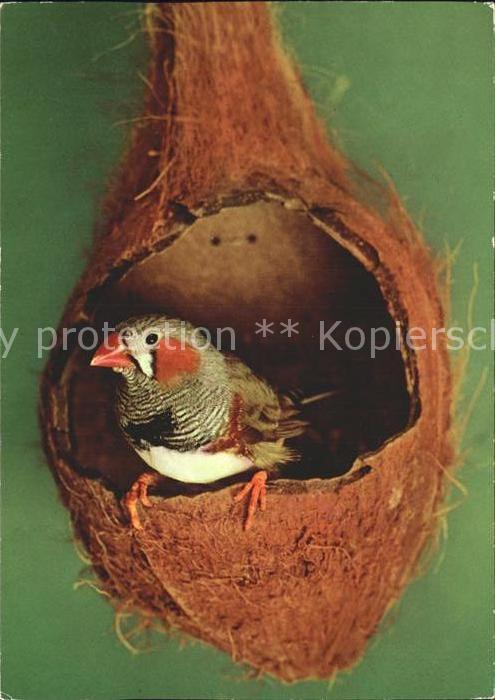 Voegel Birds Oiseaux Uccelli Pajaros-- Zebrafink