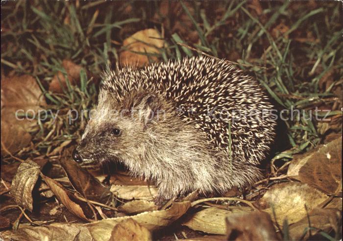 Igel Tiere