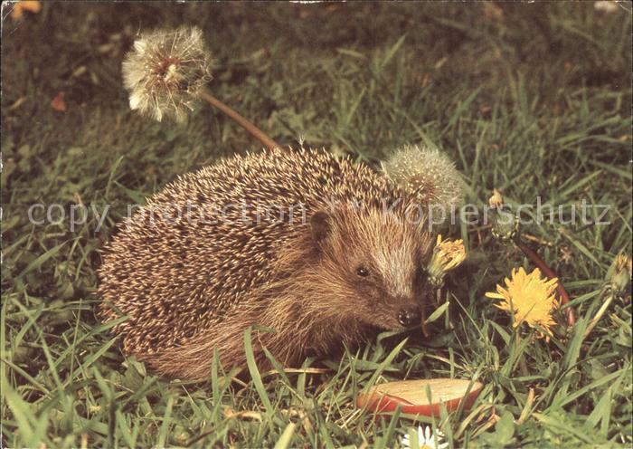 Igel Tiere