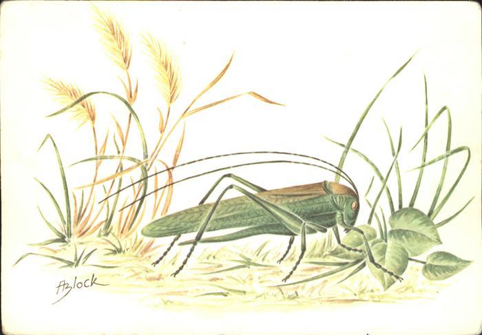 Insekten Gruenes Heupferd Tettigonia viridissima