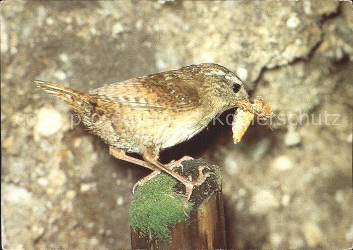 Voegel Birds Oiseaux Uccelli Pajaros-- Zaunkoenig