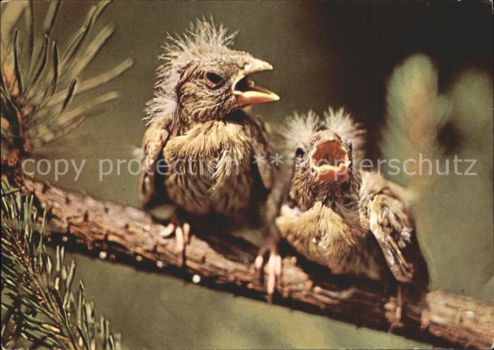 Voegel Birds Oiseaux Uccelli Pajaros--