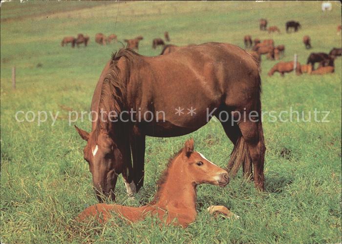 Pferde Fohlen