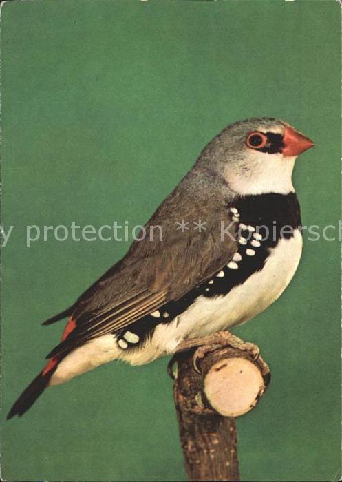 Voegel Birds Oiseaux Uccelli Pajaros-- Diamantfink