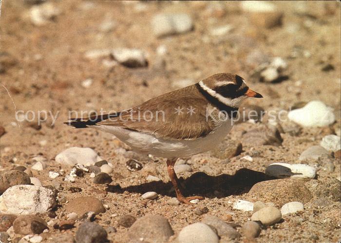 Voegel Birds Oiseaux Uccelli Pajaros-- Sandregenpfeifer