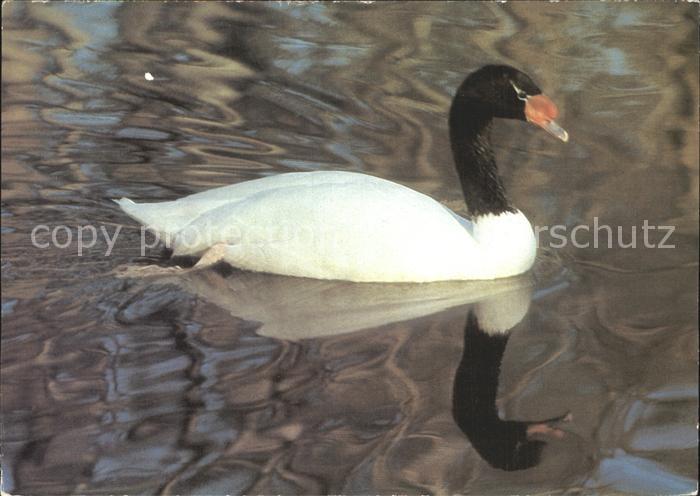 Schwan Schwarzhalsschwan