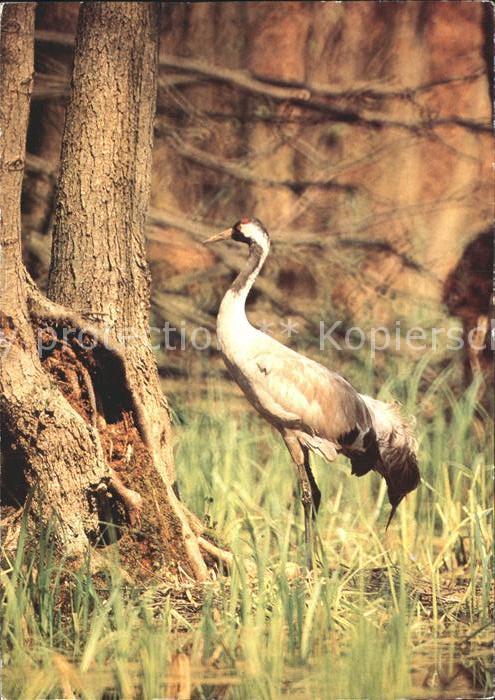 Voegel Birds Oiseaux Uccelli Pajaros-- Kranich