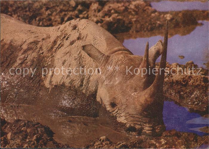 Nashorn Spitzmaulnashorn