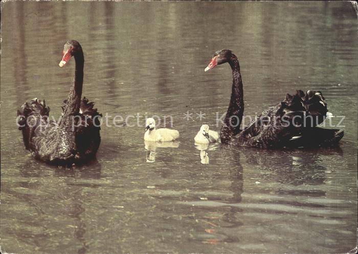 Schwan Australische Schwaene