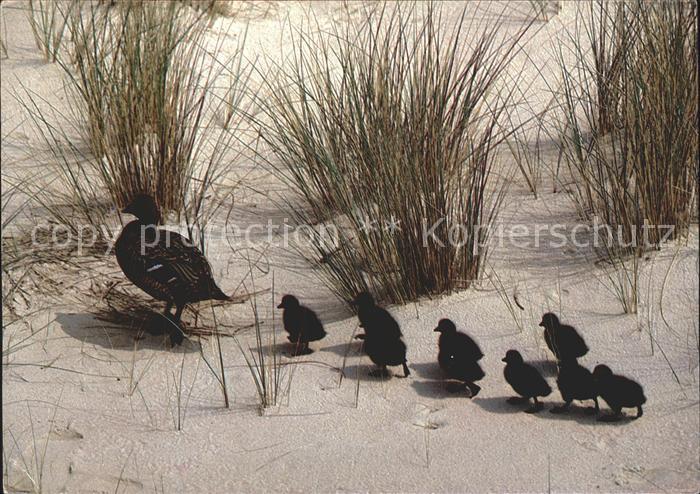 Enten Eider-Enten Wanderung zum Meer