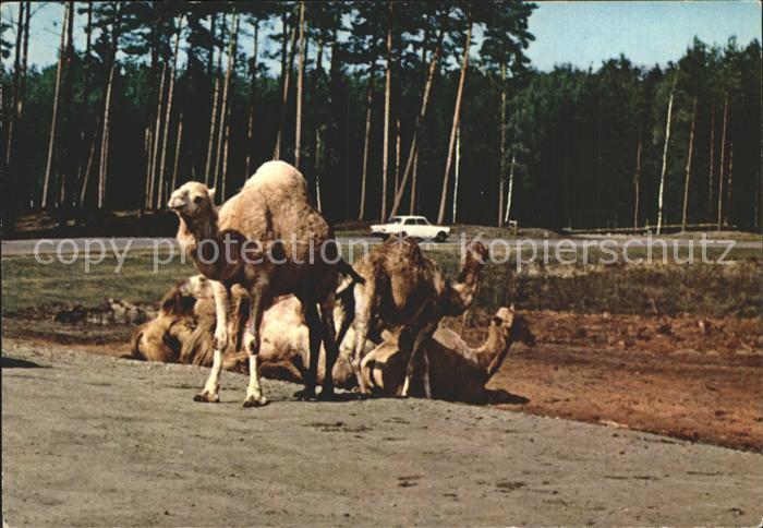 Kamel  Camel Chameau Dromedar