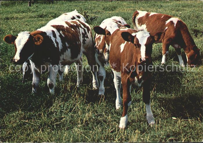 Kuehe Kalb Kaelber