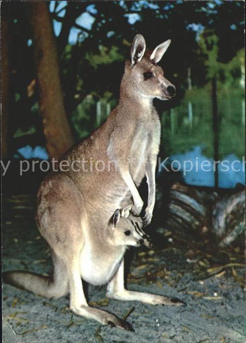 Tiere Kaenguru