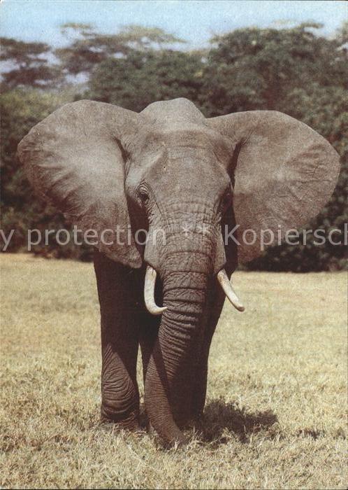 Elefant Afrikanischer Steppenelefant