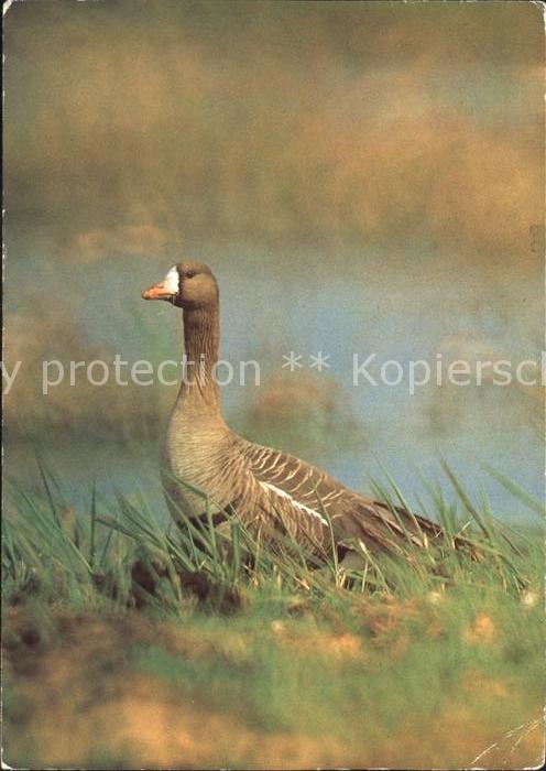 Voegel Birds Oiseaux Uccelli Pajaros-- Blessgans