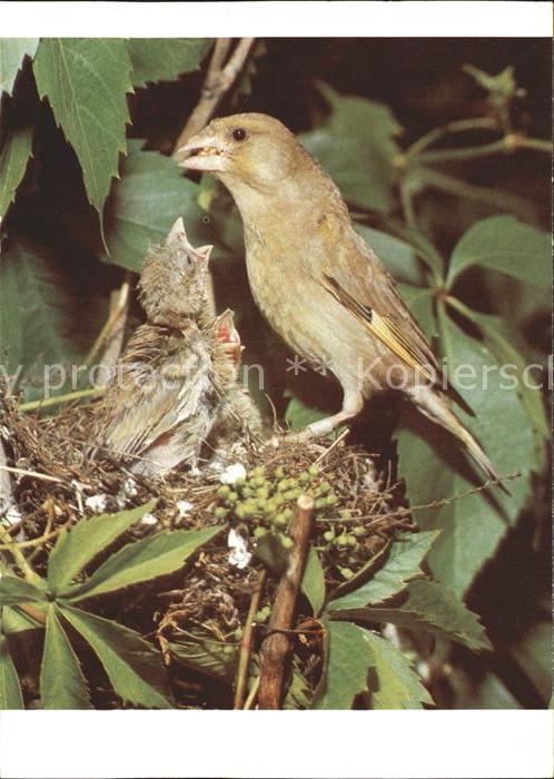 Voegel Birds Oiseaux Uccelli Pajaros-- Gruenling
