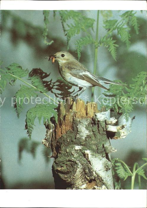 Voegel Birds Oiseaux Uccelli Pajaros-- Trauerschnaepper