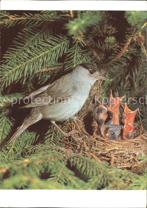 Voegel Birds Oiseaux Uccelli Pajaros-- Moenchsgrasmuecke