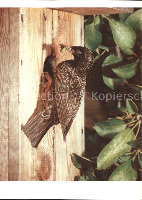 Voegel Birds Oiseaux Uccelli Pajaros-- Star