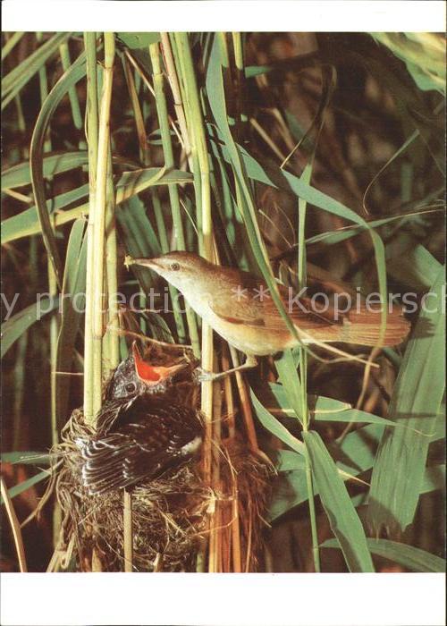 Voegel Birds Oiseaux Uccelli Pajaros-- Drosselrohrsaenger Kuckuck im Nest