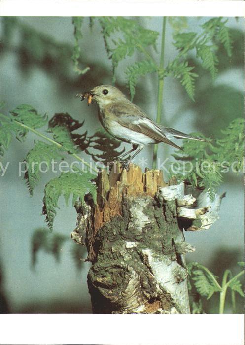 Voegel Birds Oiseaux Uccelli Pajaros-- Trauerschnaepper