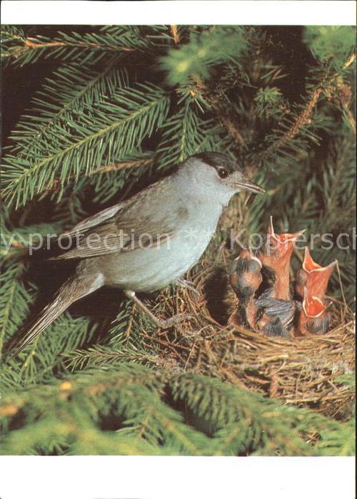Voegel Birds Oiseaux Uccelli Pajaros-- Moenchsgrasmuecke Nest