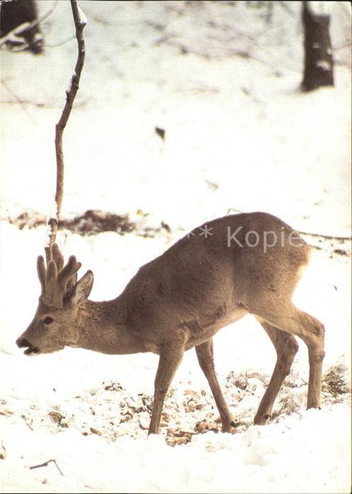 Reh Rehbock im Bast